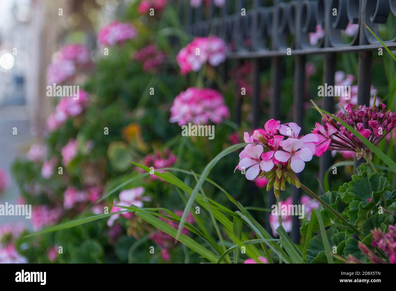 Rosa Blume auf grünem Hintergrund Stockfoto