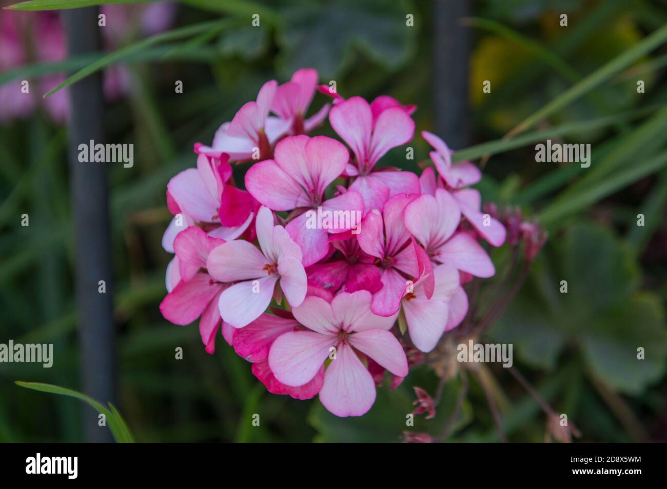 Rosa Blume auf grünem Hintergrund Stockfoto