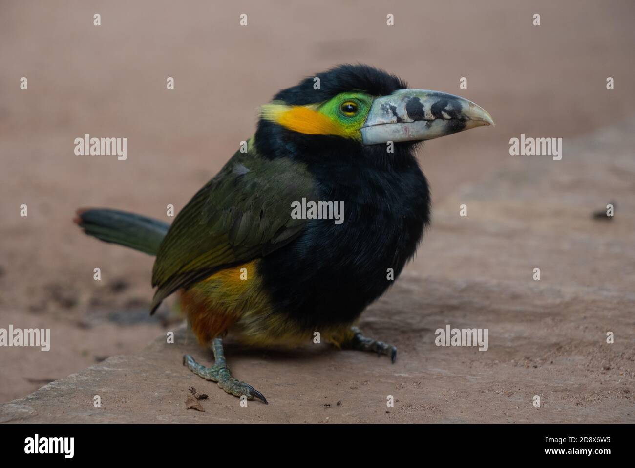 Araçari-poca, schöner brasilianischer tropischer Vogel Stockfoto