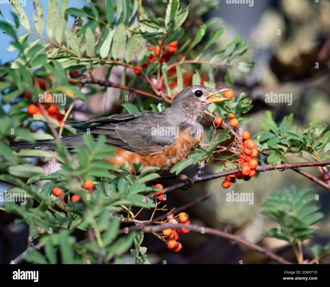 Ein Amerika-Robin, Turdus migratorius, füttert an American Mountain Esche Beeren, Sorbus americana, in einem Garten in Speculator, NY USA Stockfoto
