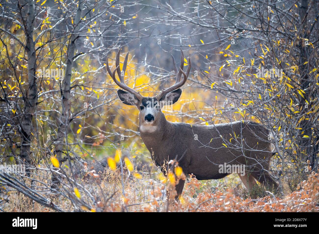 Maultierhirsch Trophae Stockfotos Und Bilder Kaufen Alamy