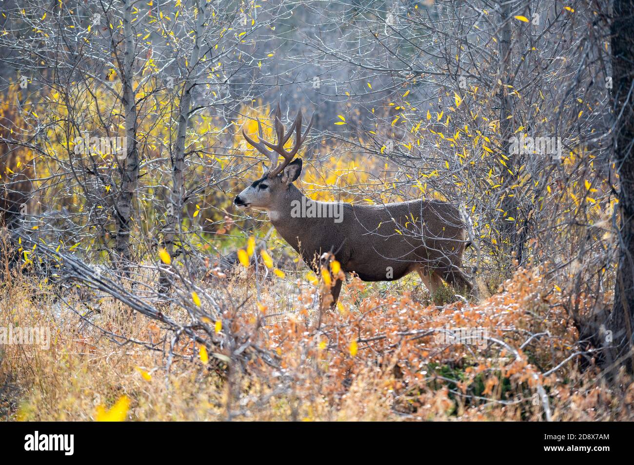 Maultierhirsch Trophae Stockfotos Und Bilder Kaufen Alamy