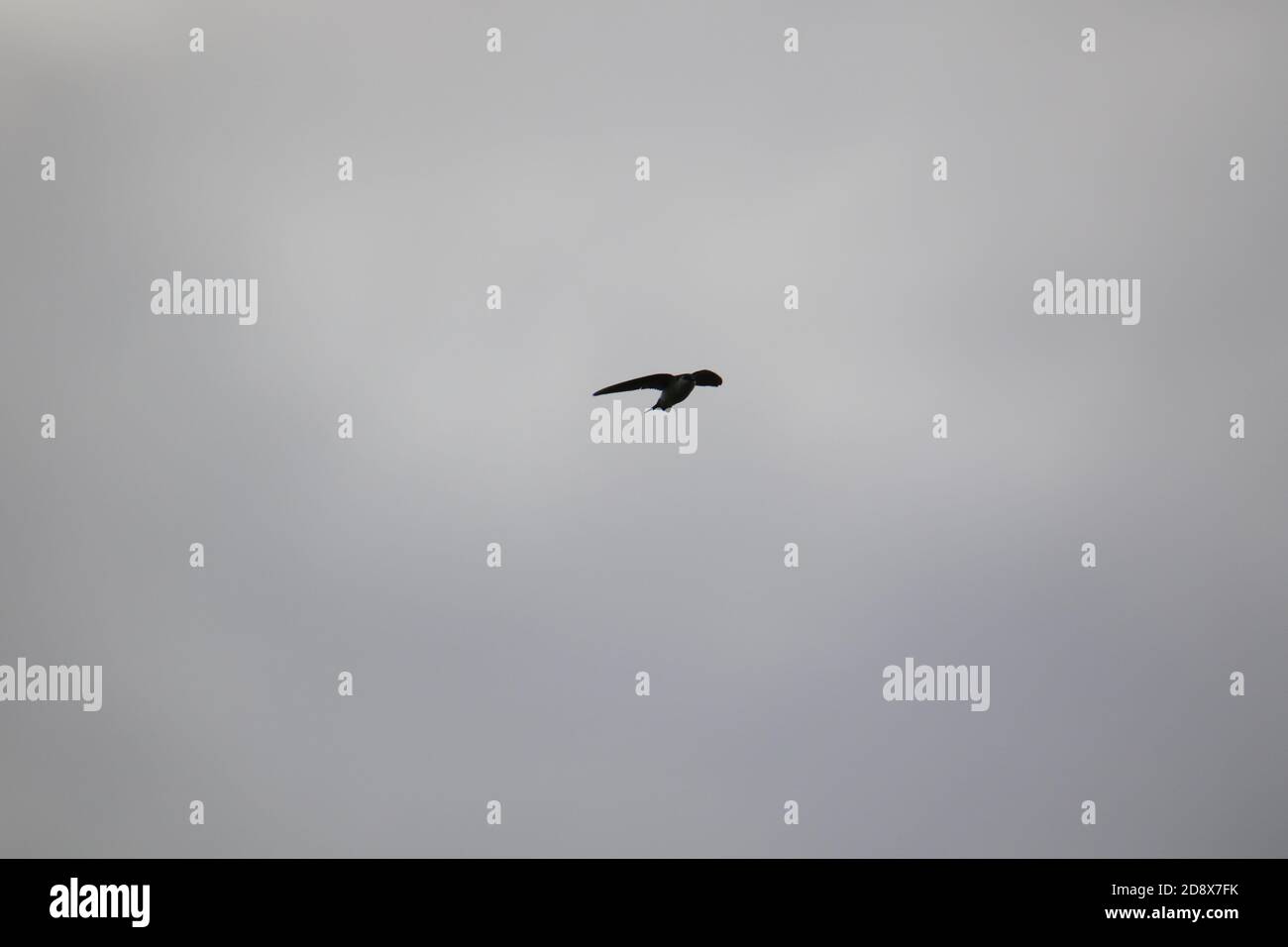 Eine Baumschwalbe fliegt an einem bewölkten Tag mit Grau Himmel im Hintergrund Stockfoto