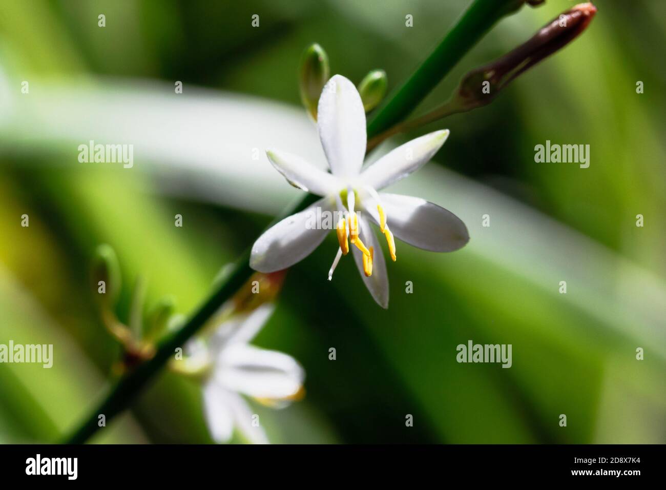 Nahaufnahme einer weißen Dianella-Blume auf einem Stiel Stockfoto
