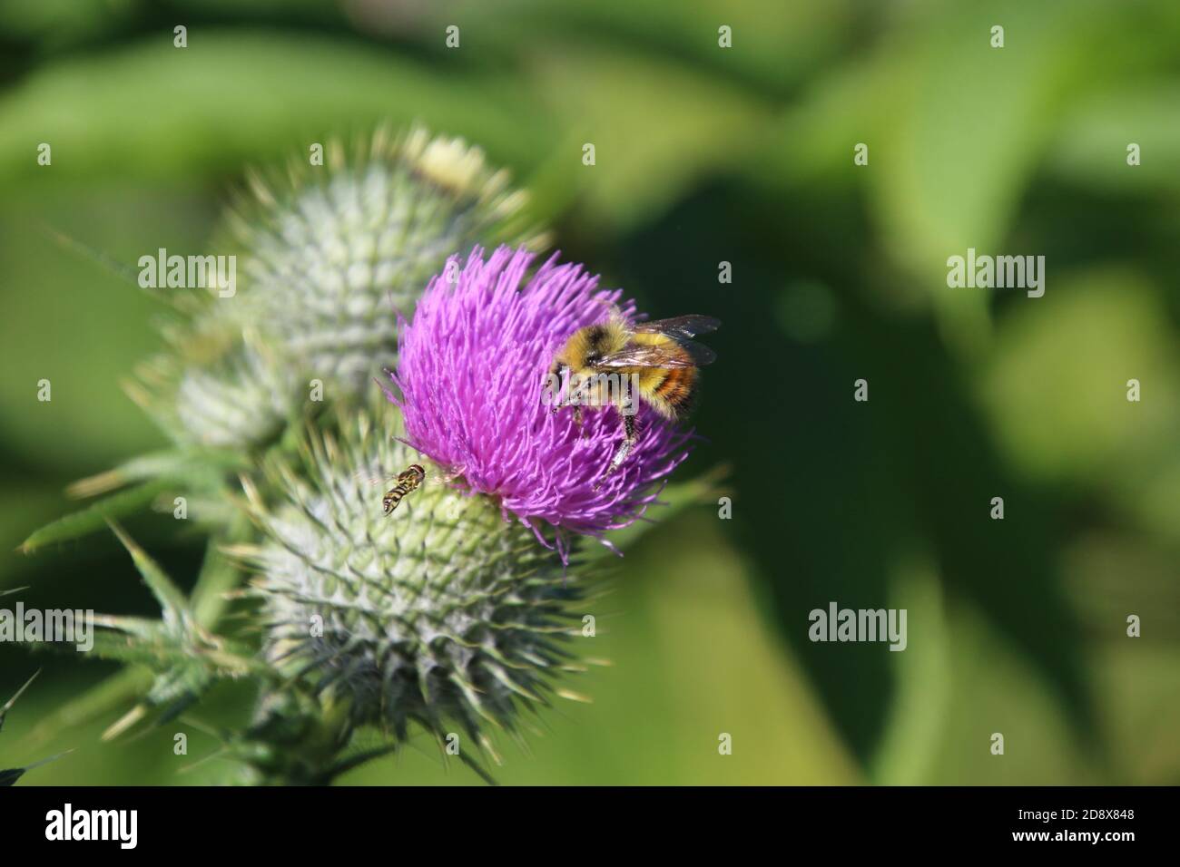 Eine Hornisse, die versucht, zur gleichen purpurnen Distel zu gehen Blühen, um als Biene zu bestäuben Stockfoto