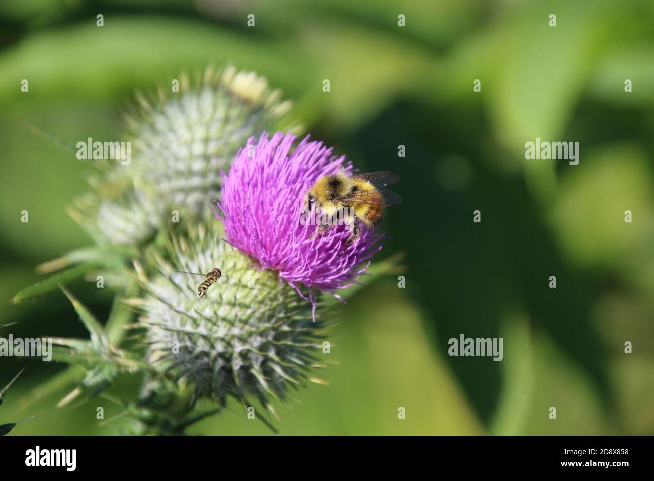 Eine Hornisse, die versucht, zur gleichen purpurnen Distel zu gehen Blühen, um als Biene zu bestäuben Stockfoto