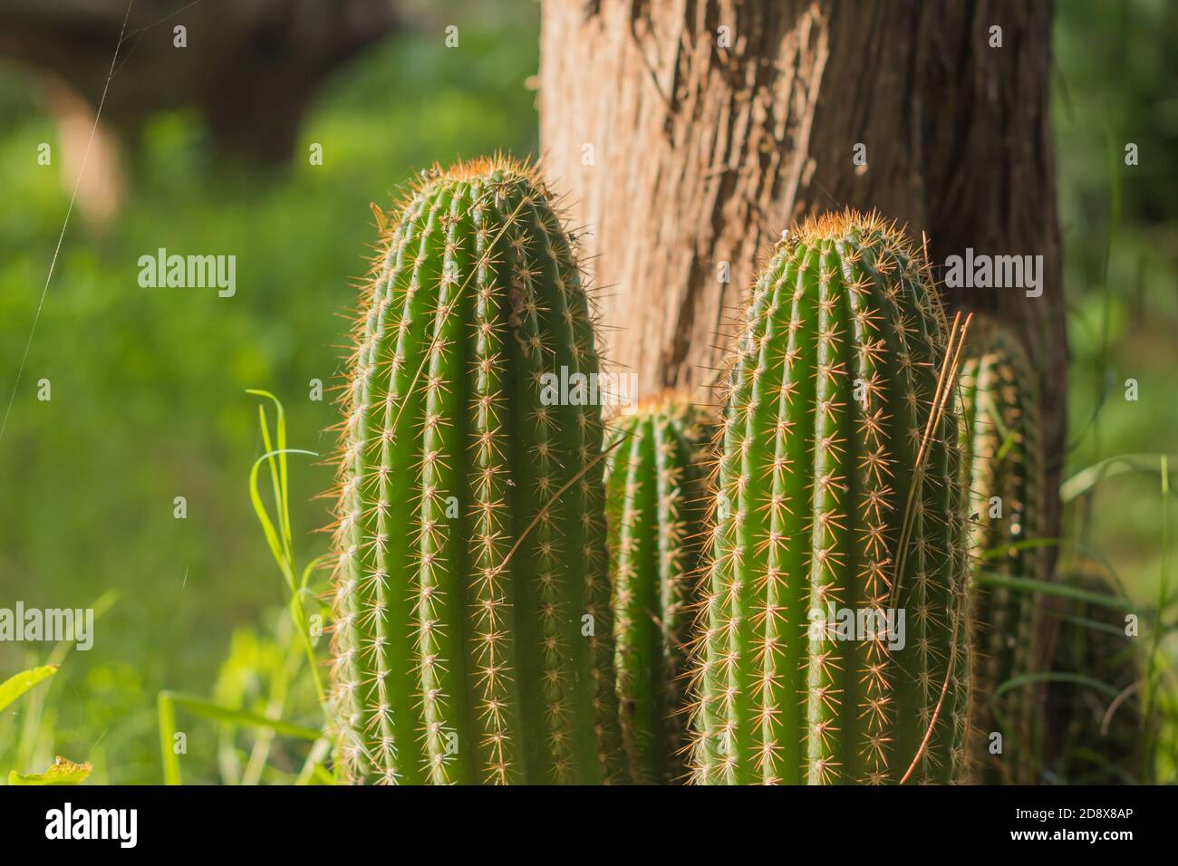 Captus de San Pedro, auf dem Feld. Echinopsis pachanoi Stockfoto