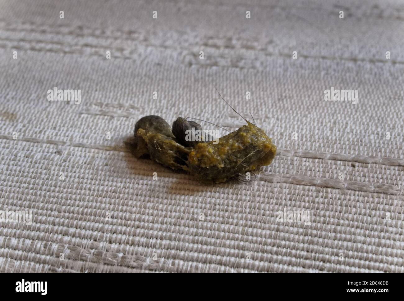 tier erbrechen stockfotos und bilder kaufen alamy