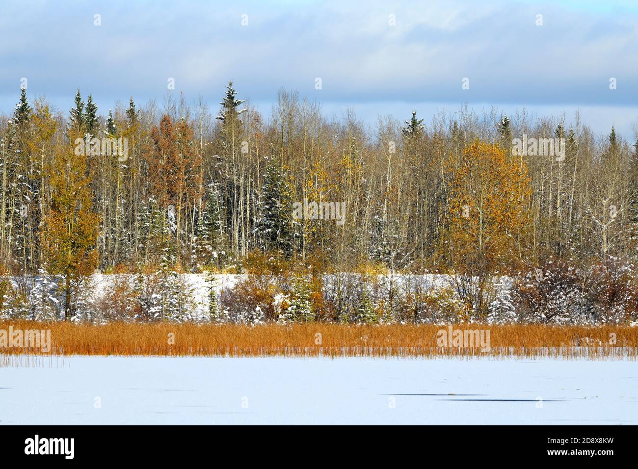 Ein horizontales Herbstlandschaftsbild von Mischwald unter dem ersten Schneefall im Herbst in der Nähe von Hinton Alberta Canada. Stockfoto
