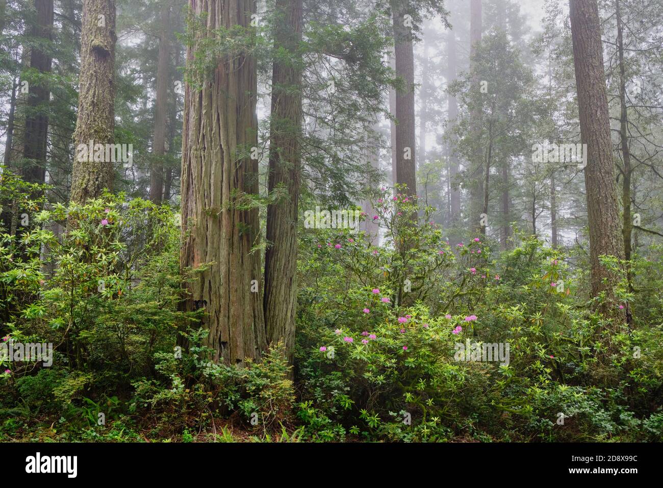Nebliger Tag in Del Norte Coast Redwoods State Park und Blühende rosa Rhododendren erhellen den Wald Stockfoto