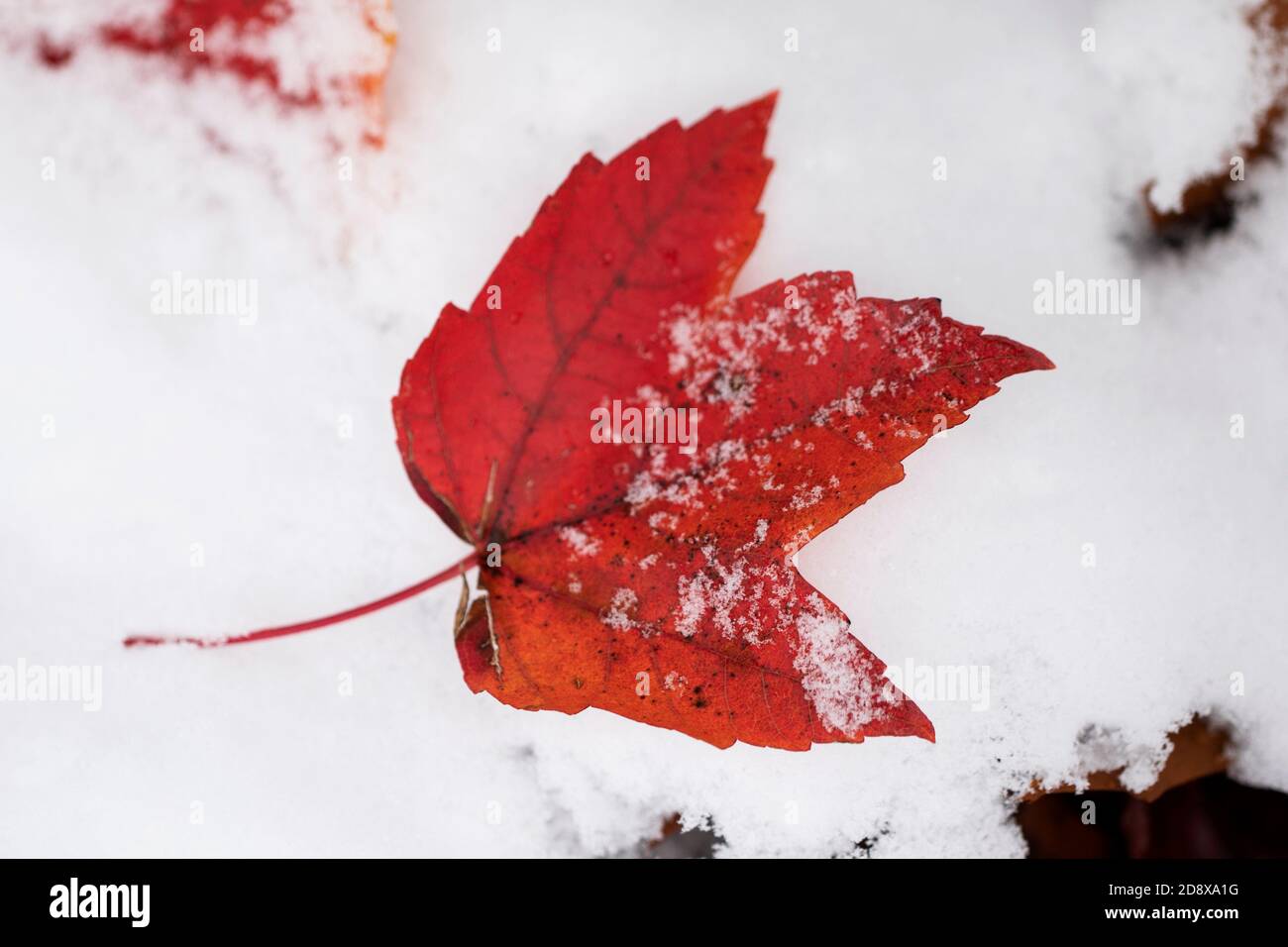 Ein rotes Ahornblatt (acer), das auf dem Boden liegt und im Oktoberschnee bedeckt ist, in Westford, Massachusetts, USA. Stockfoto