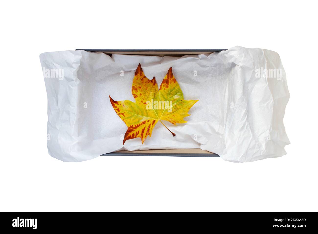 Geöffnete Schuhschachtel mit zerknittertem Geschenkpapier und gelbem Herbst Lamellenanschlagansicht isoliert auf Weiß Stockfoto