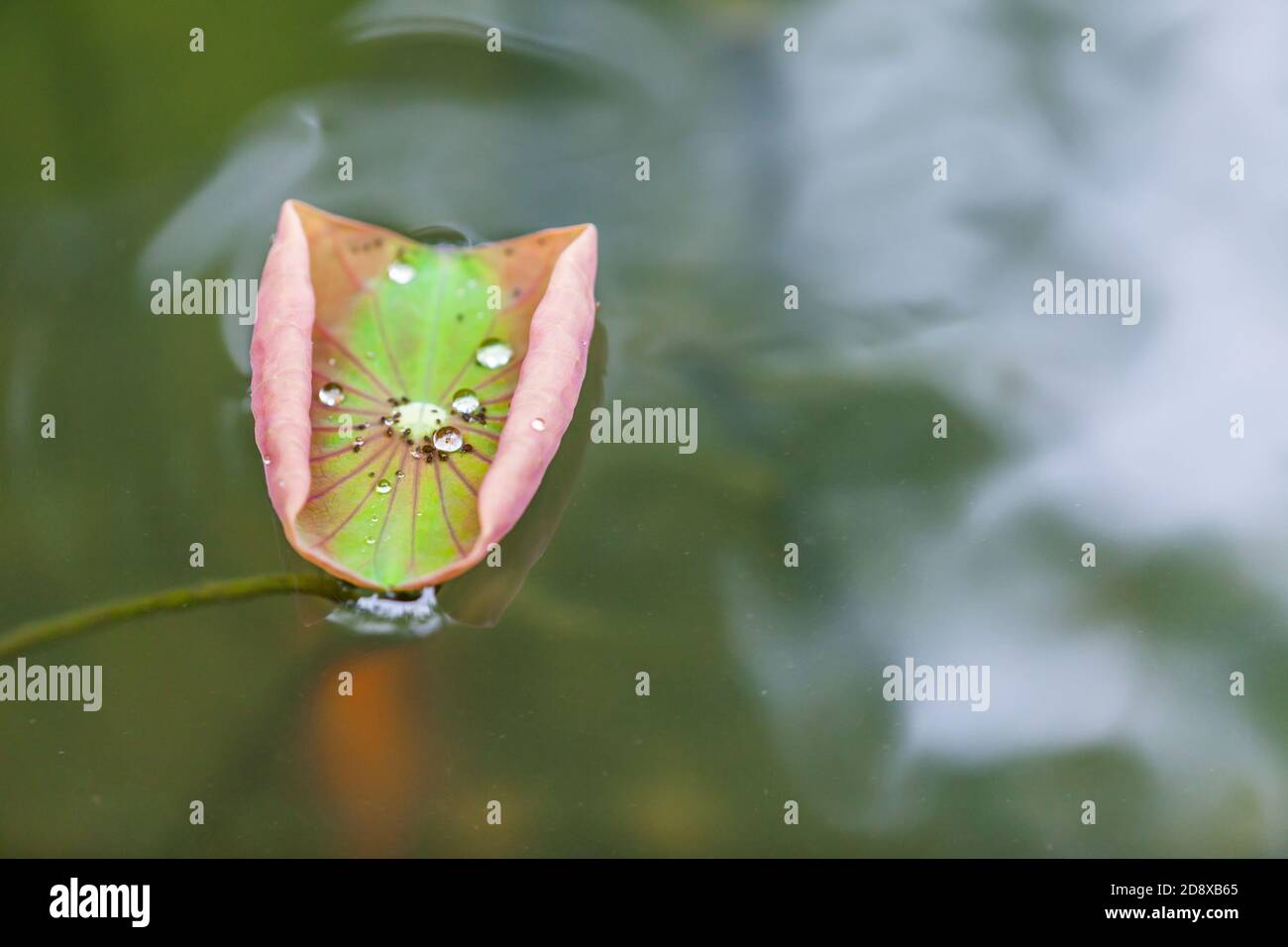 Wassertropfen auf Lotus Blatt als Hintergrund Stockfoto