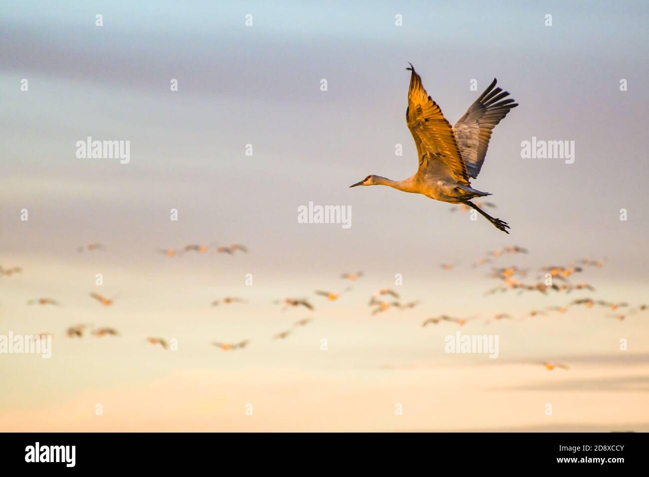 Sandhill Kran flattern, um Herde in den Sonnenaufgang zu verbinden Bosque del Apache National Wildlife Refuge Stockfoto