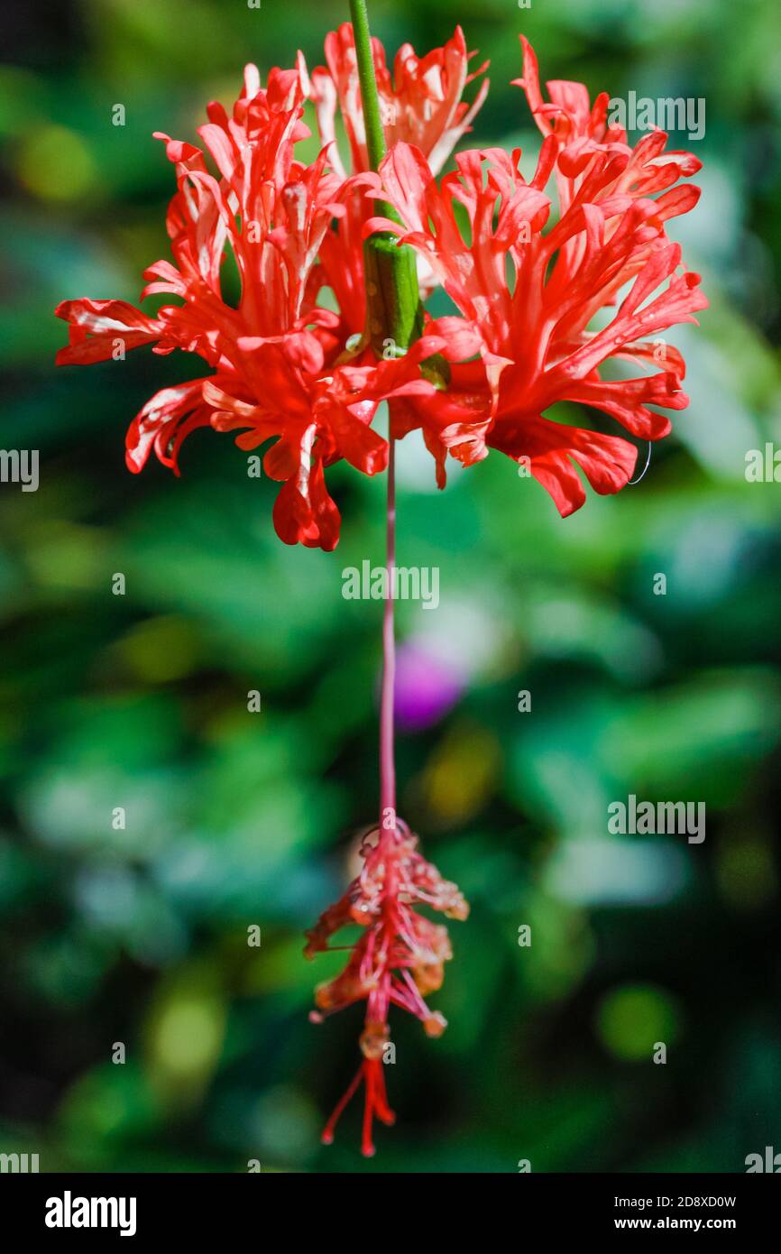 Vertikale Nahaufnahme eines roten Hibiskus schizopetalus Stockfoto