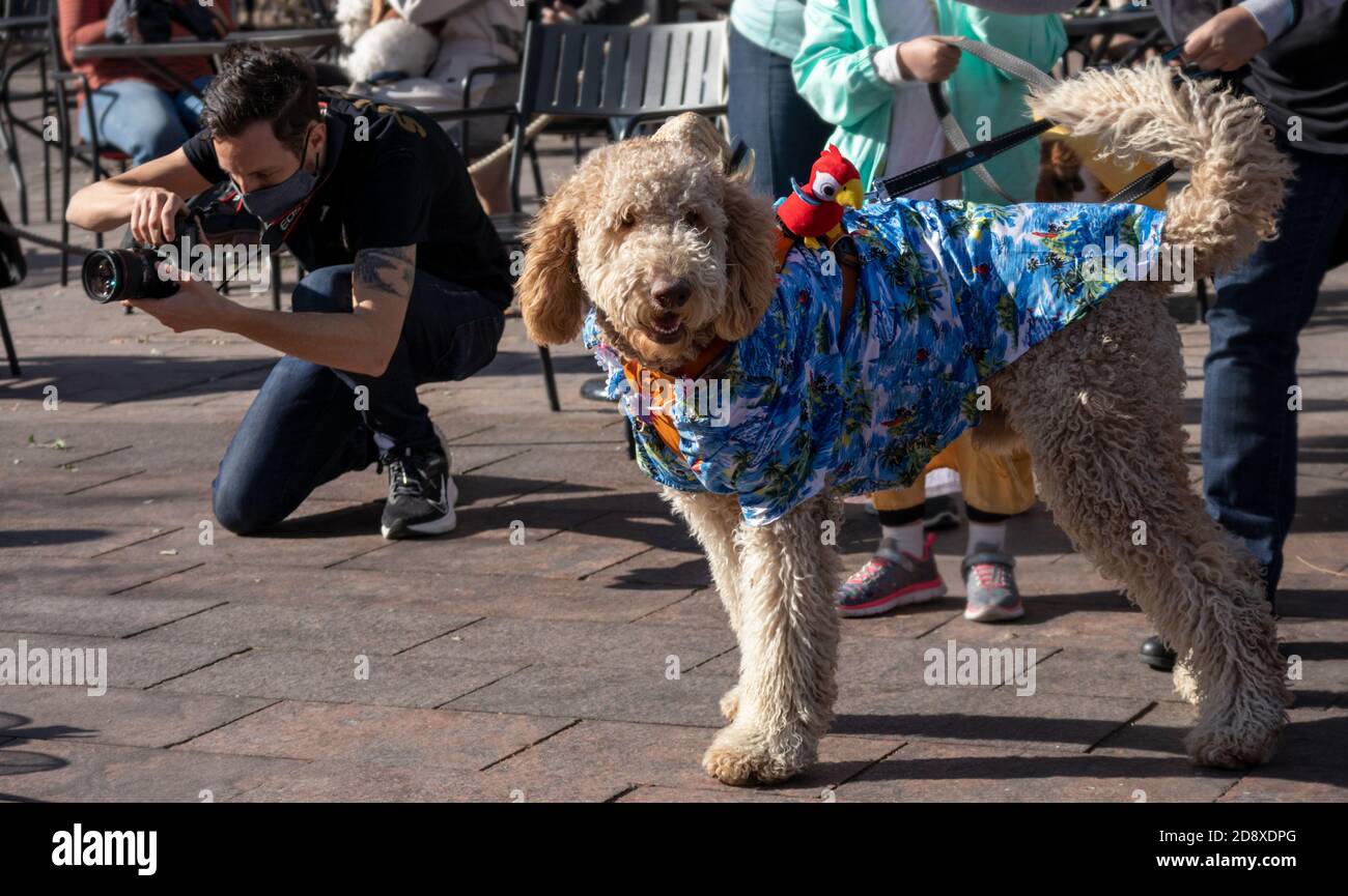 Denver, Colorado - 31. Oktober 2020: Niedliche Hunde in Kostümen bei der Howl-a-ween Pet Parade auf der Union Station Stockfoto