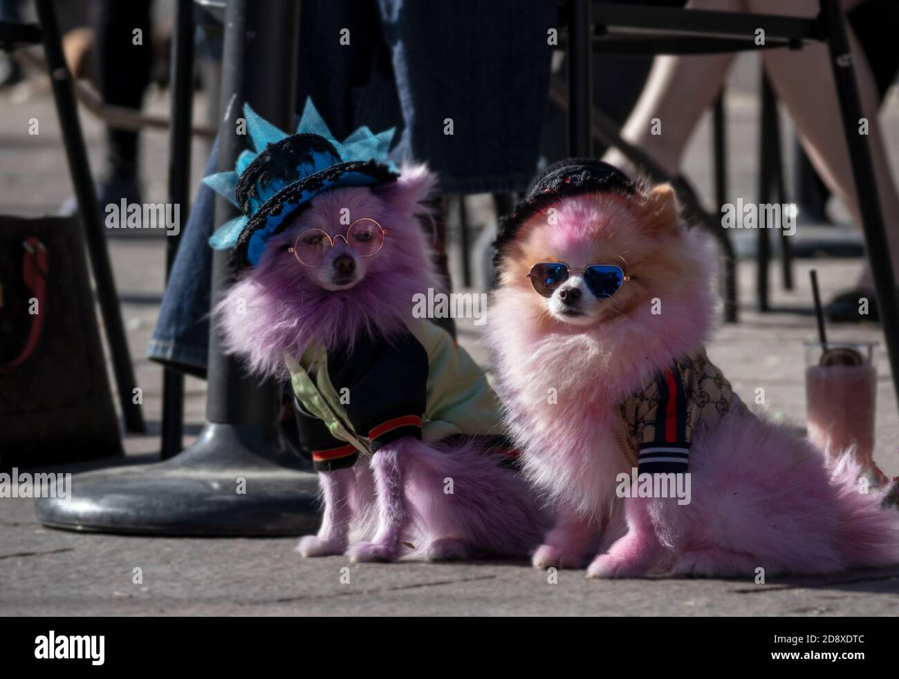 Denver, Colorado - 31. Oktober 2020: Niedliche Hunde in Kostümen bei der Howl-a-ween Pet Parade auf der Union Station Stockfoto