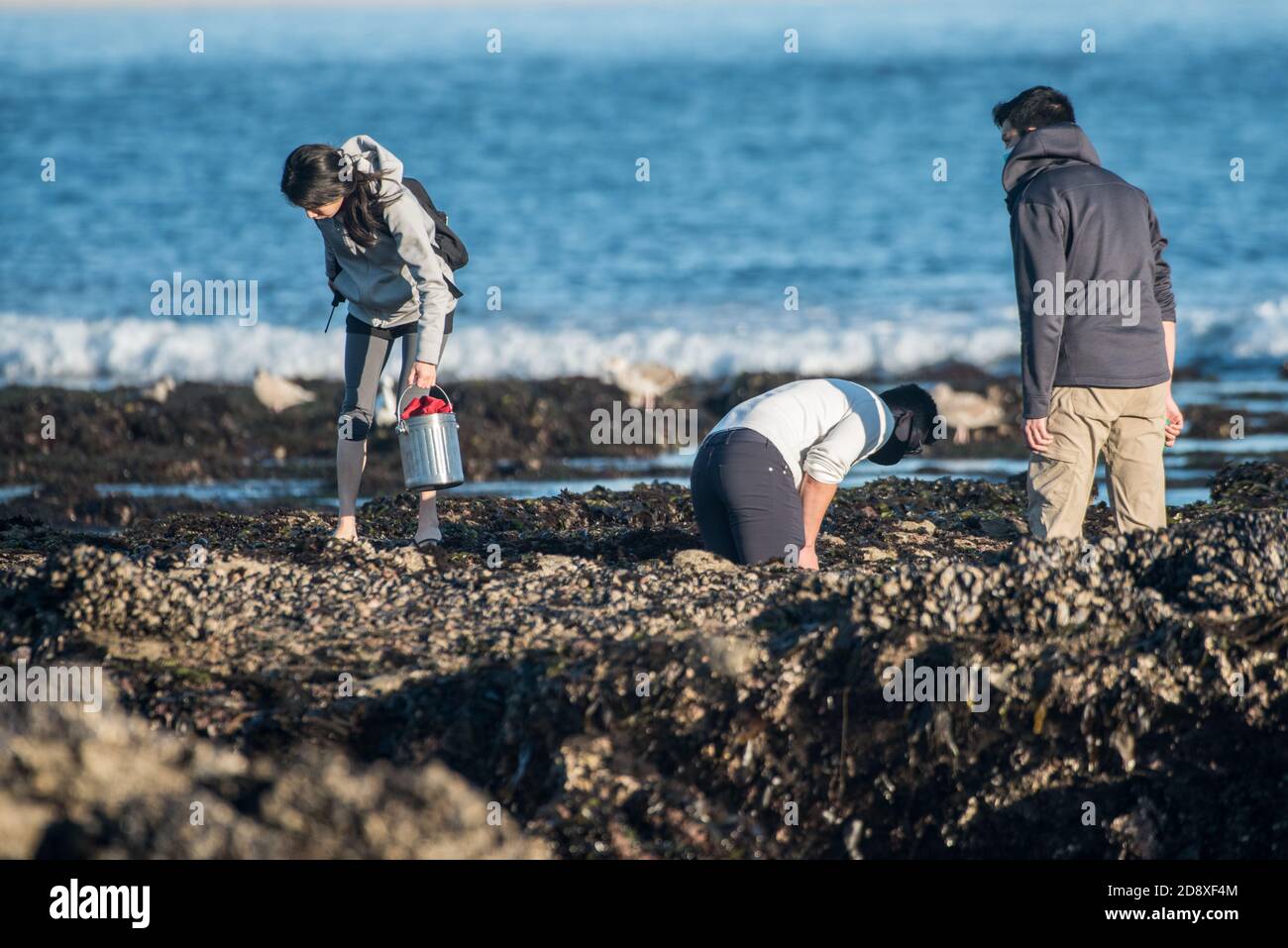 Bei Ebbe gehen die Menschen zu den exponierten Felsen, um Meeresfrüchte wie Muscheln und Seeigel in Kaliforniens Tidepools zu ernten. Stockfoto