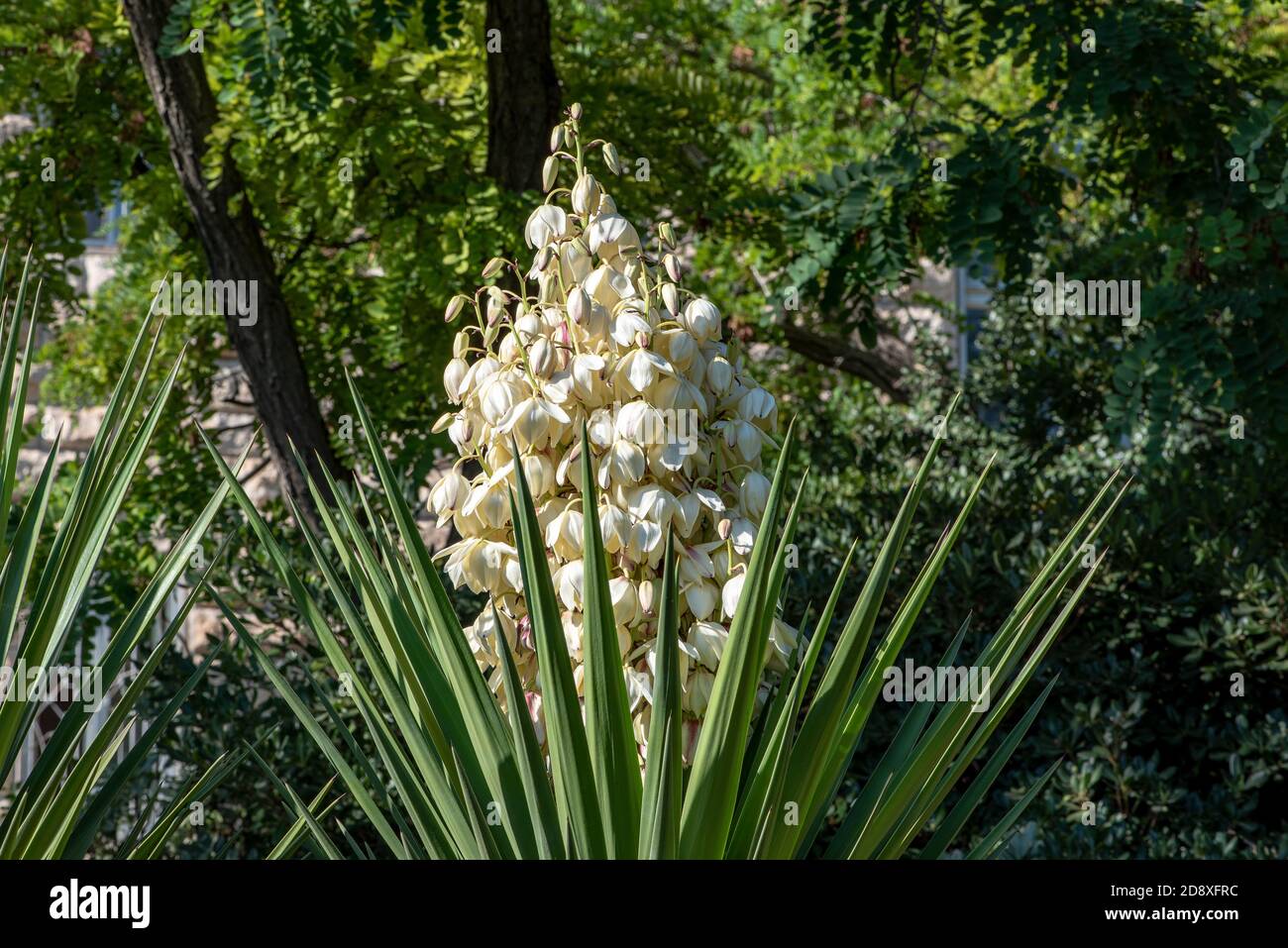 Quichote yucca Fotos und Bildmaterial in hoher Auflösung Alamy
