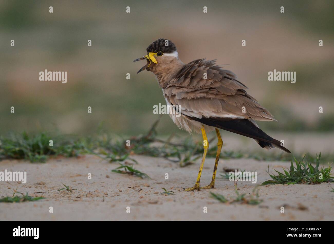 Ein gelber Kiebitz Noida, Uttar Pradesh, Indien- 11. September 2019: Ein junger gelber Kiebitz Vanellus malabaricus in aggressiver Stimmung. Stockfoto