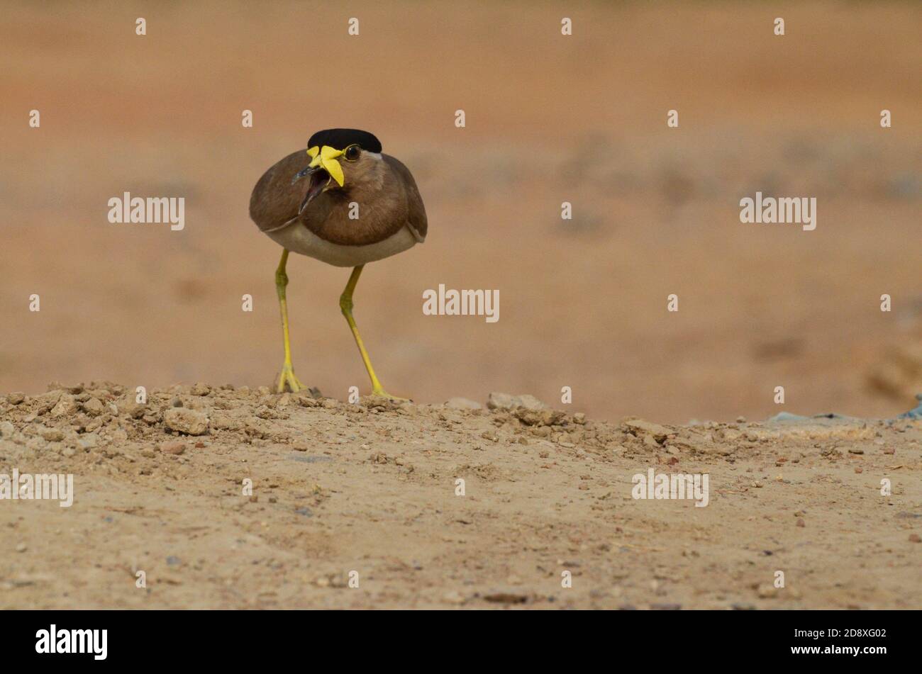 Gelber Kiebitz, Noida, Uttar Pradesh, Indien- 2. Juli 2019: Ein gelber Kiebitz Vanellus malabaricus, der sein Nest in angreifender Stimmung bewacht. Stockfoto