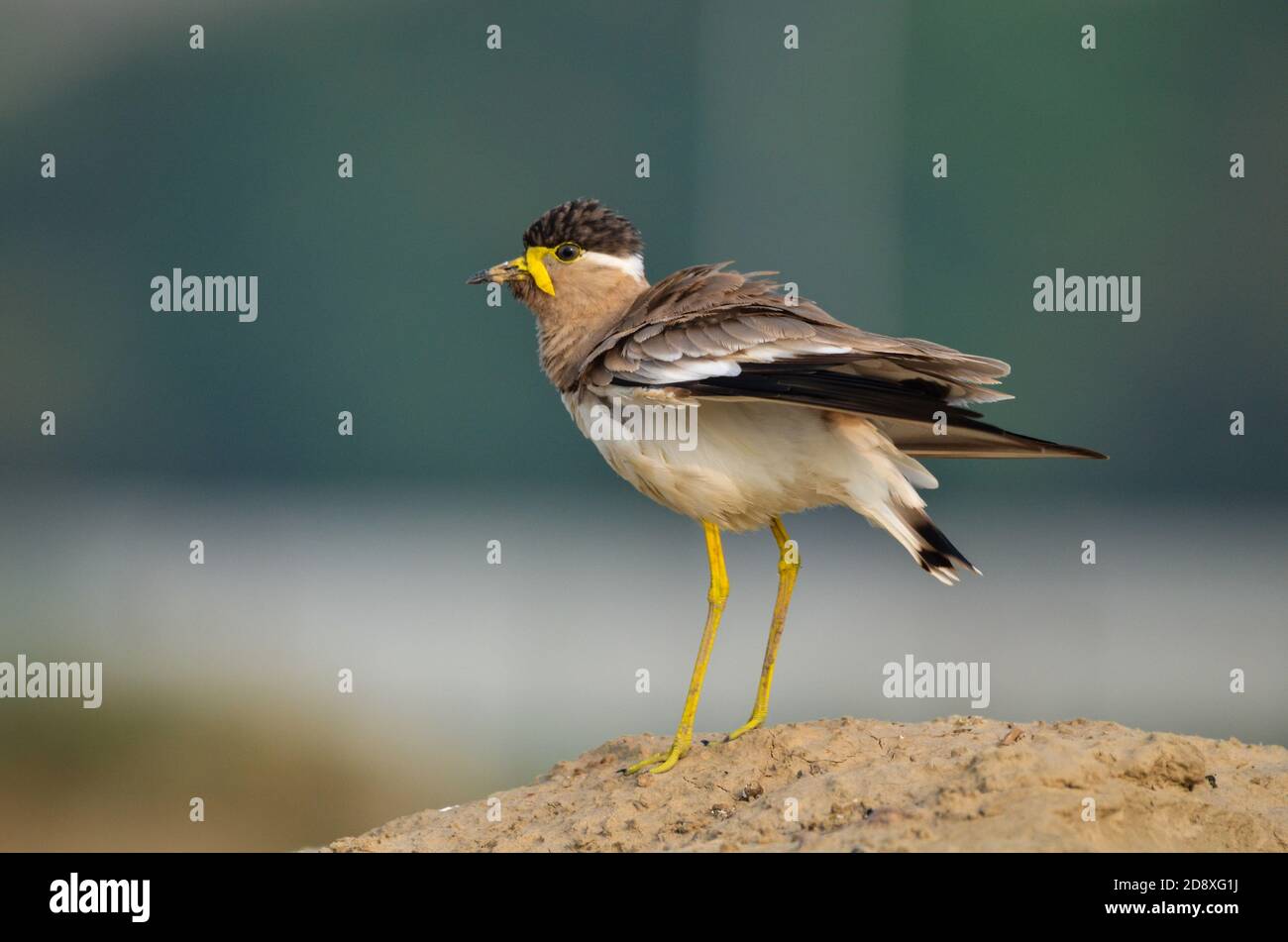 Ein gelber Kiebitz, Noida, Uttar Pradesh, Indien- 11. September 2019: Ein gelber Kiebitz Vanellus malabaricus in angreifender Stimmung. Stockfoto