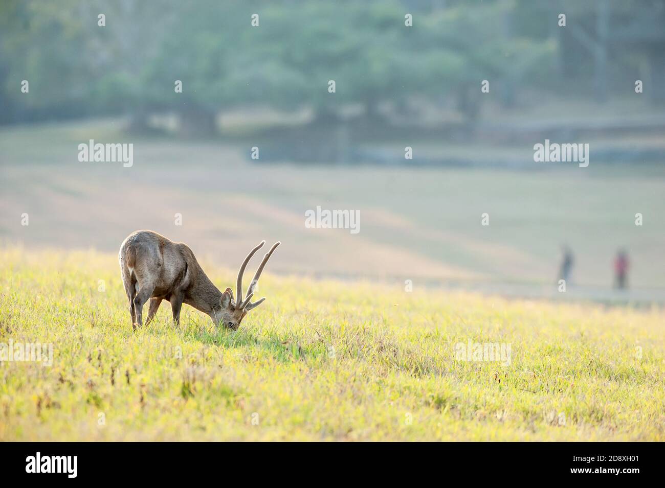 Ein männlicher Hog-Hirsch, der am Wintermorgen auf dem Grasland füttert, verwischen sich zwei Touristen, die im Hintergrund spazieren. Stockfoto