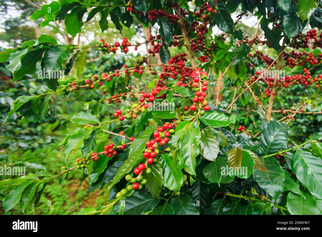 Frische und reife Kaffeebeeren in einer Kaffeeplantage auf dem Bolaven Plateau, Pakse, Laos. Schließen. Selektiver Fokus. Stockfoto
