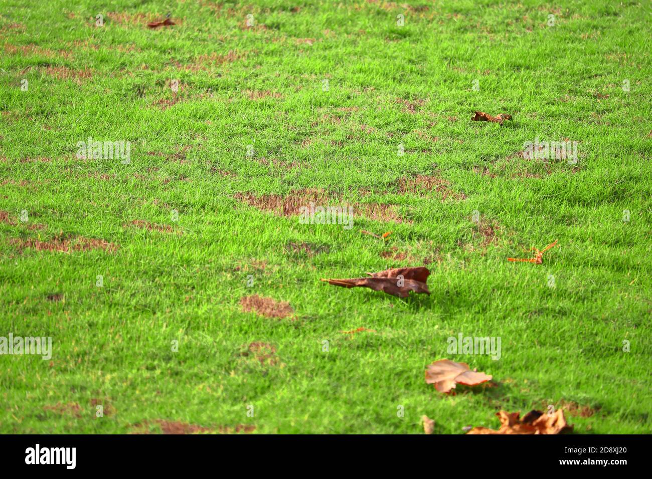 Feld von frischem grünen Gras im Park, trockene Blätter Stockfoto