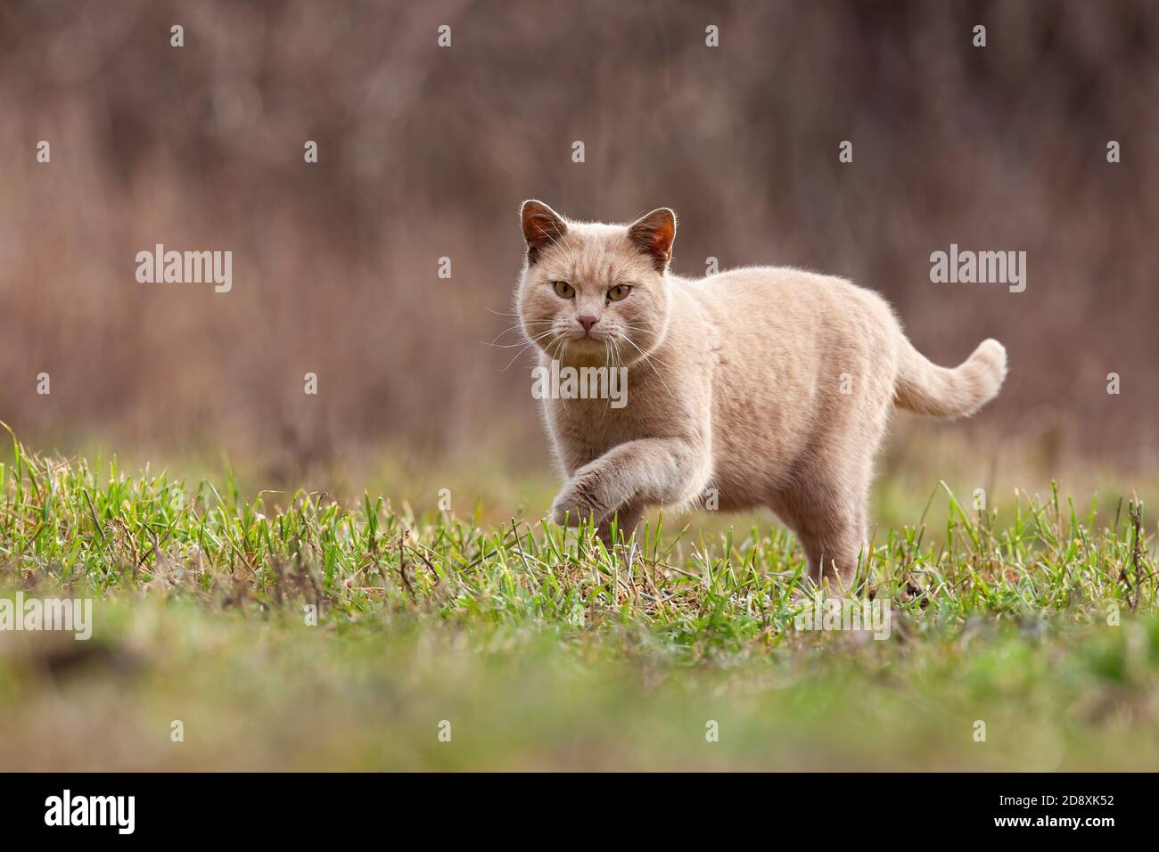 Hauskatzen jagen Beute im Garten mit Kopieplatz Stockfoto