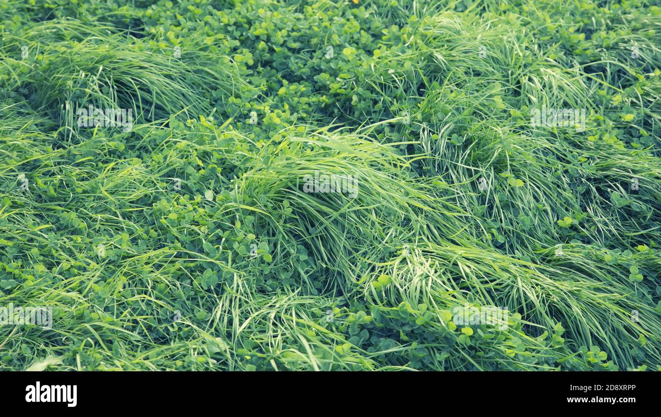 Grüne Gras natürlichen Hintergrund Textur Stockfoto