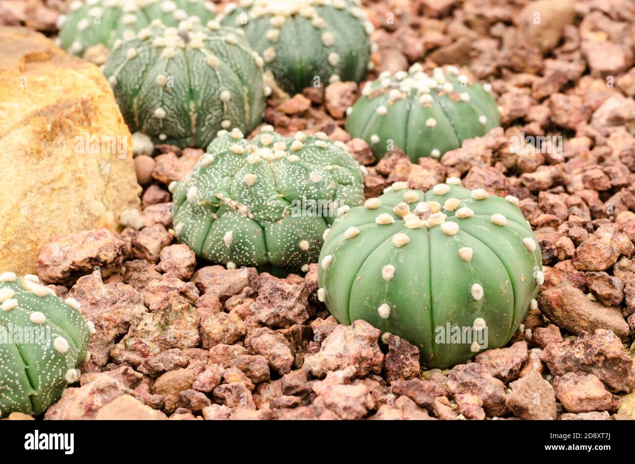 Astrophytum Kaktus Stockfoto