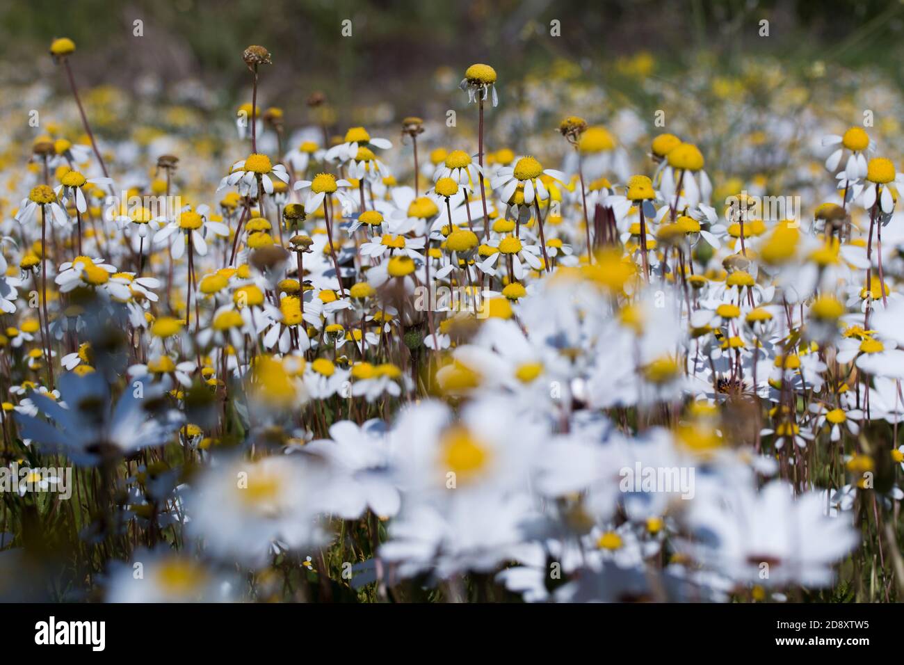 Weiße Wasserknöpfe oder Knopfweed-Blüten (Cotula), ein Feld von kleinen weißen Blüten Stockfoto