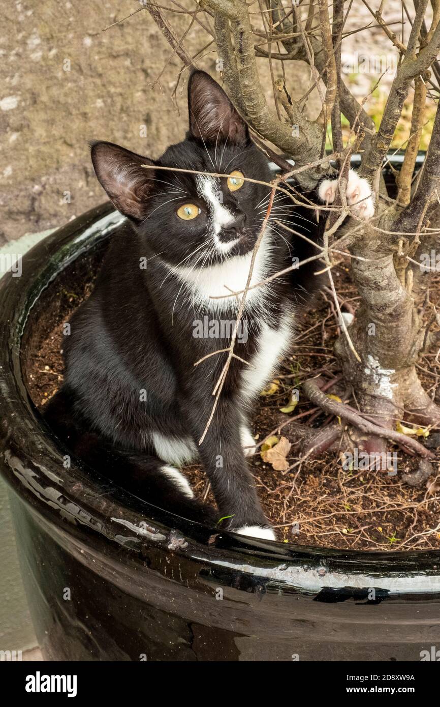 Schwarz-weißes Kätzchen, das im schwarzen Blumentopf sitzt, mit Pfote, die im Baumstamm angehoben ist, fast monochromes vertikales Foto Stockfoto