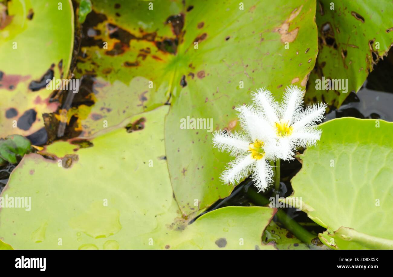 Nymphoides (Nymphoides indica) im Teich Stockfoto