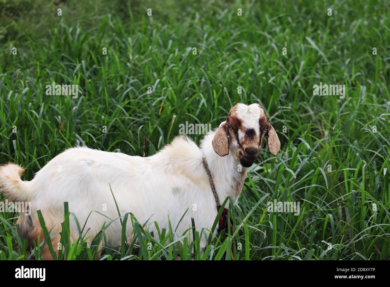 Weiße Ziege im grünen Gras Blick in die Kamera Stockfoto