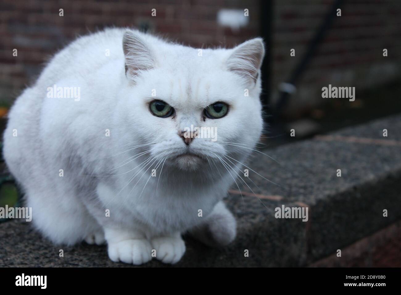 Wütend weiße Katze mit grünen Augen nach vorne schauen Stockfoto