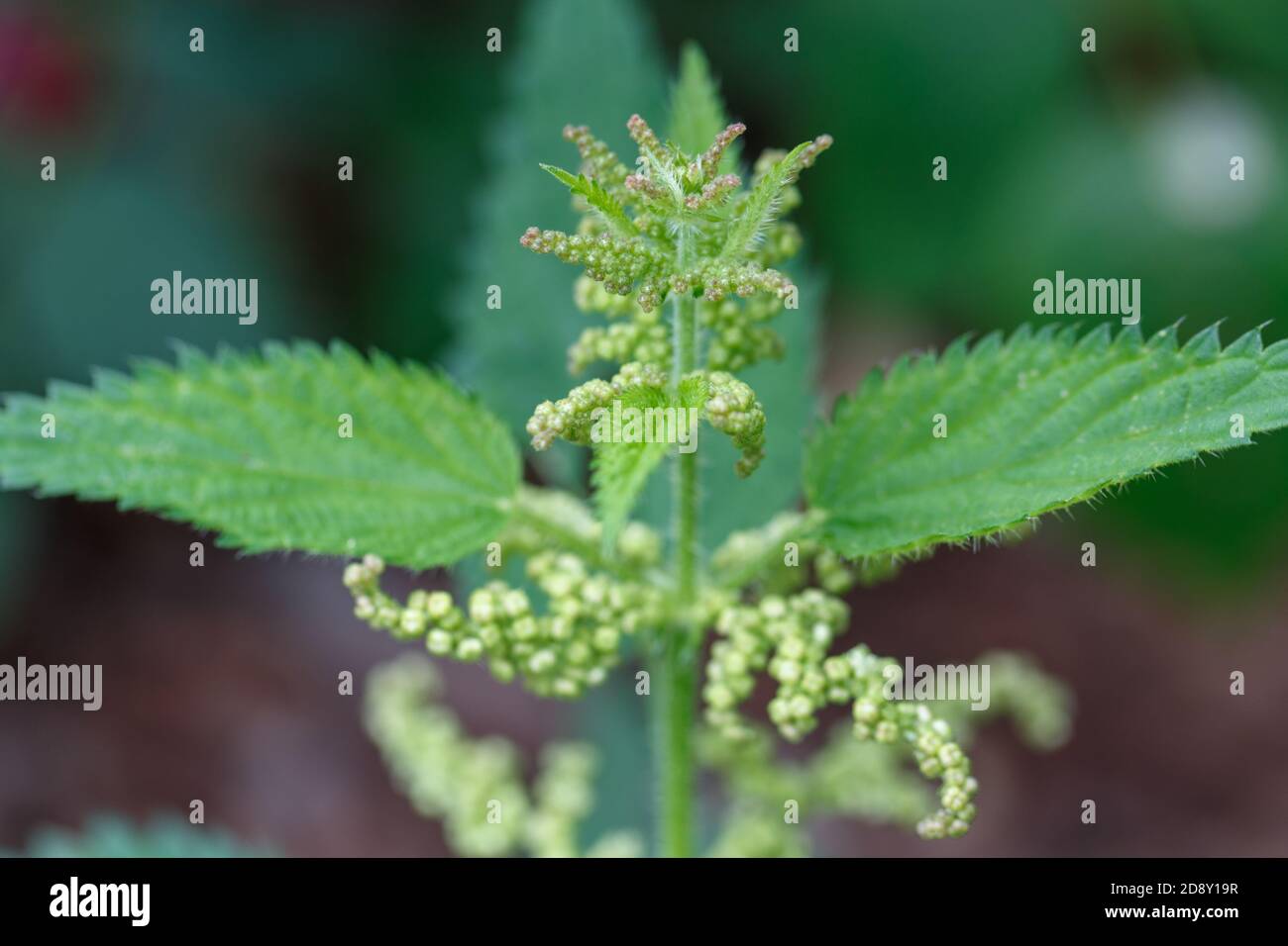 Häufig oder stechend Brennnessel, Urtica dioica, kleine Pflanze Makro, selektiver Fokus Stockfoto
