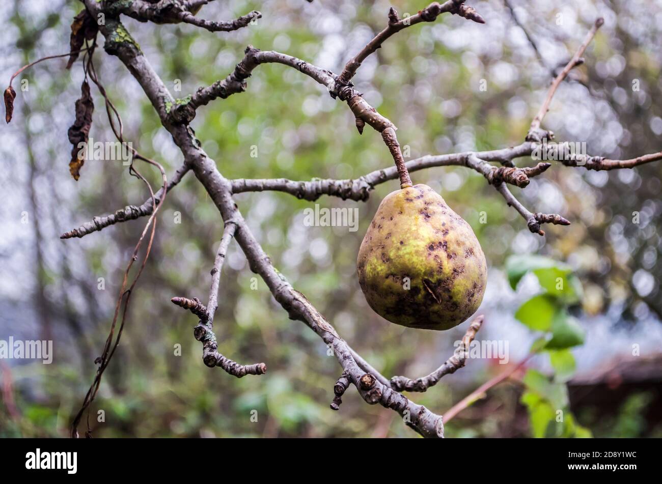 Birne auf einem Herbstbaum ohne Blätter. Natürliches Foto. Stockfoto