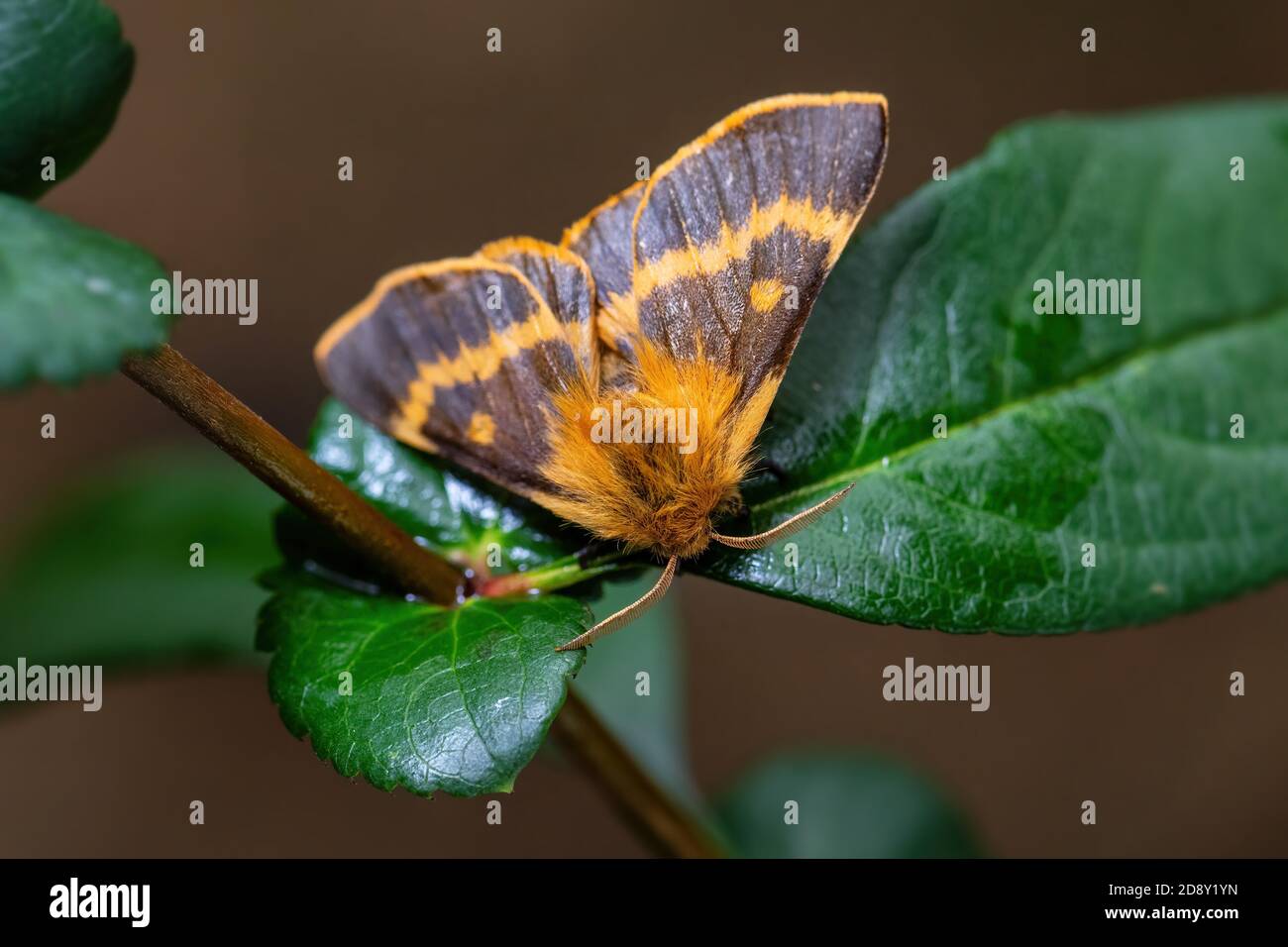 Lemonia dumi – beatufiul braune und gelbe Motte aus mitteleuropäischen Wiesen und Wäldern, Zlin, Tschechische Republik. Stockfoto