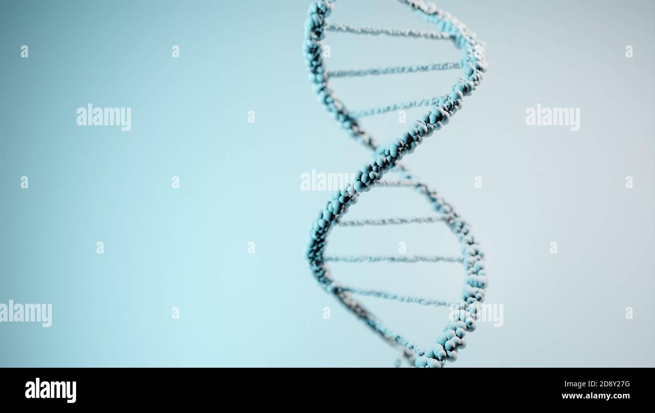 DNA, Deoxyribonukleinsäure, Struktur des Doppelhelix-Moleküls, Polynucleotidketten, Atome, Stränge der menschlichen genetischen Struktur 3D-Modelldarstellung Stockfoto