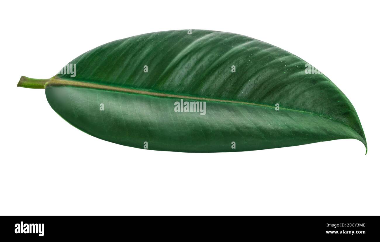 Grünes Blatt isoliert auf weißem Hintergrund. Stockfoto