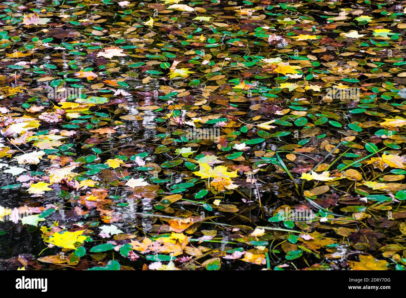 Abstrakter Herbsthintergrund, gelbe und grüne Blätter auf dem Wasser Stockfoto