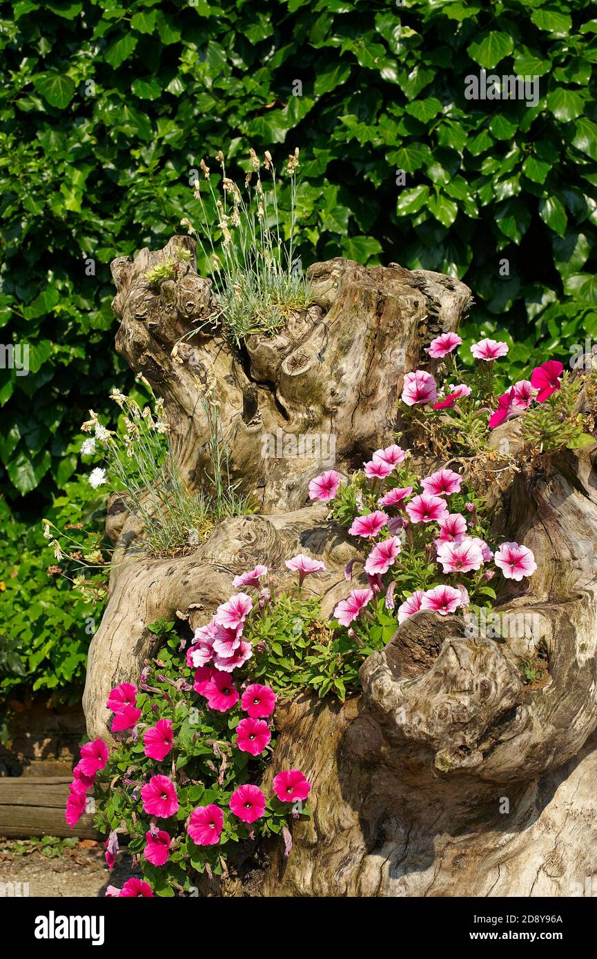 Ein alter Baumstamm verwendete einen Blumentopf mit einigen Petunien  Stockfotografie - Alamy