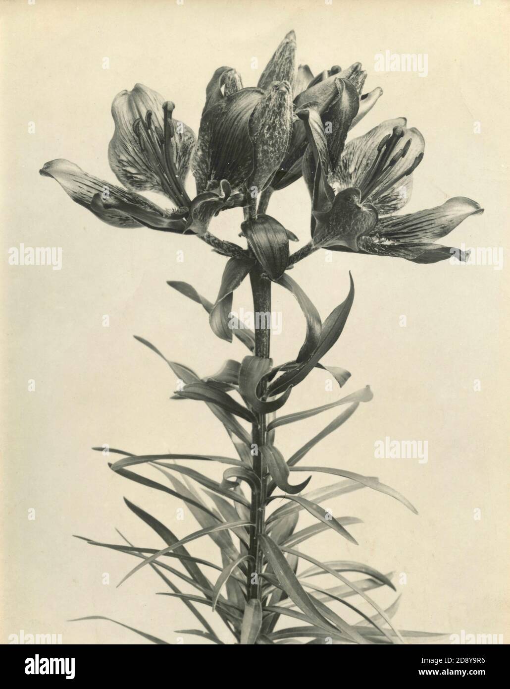 Lilium auratum, oder goldgerönte Lilienpflanze Stockfoto