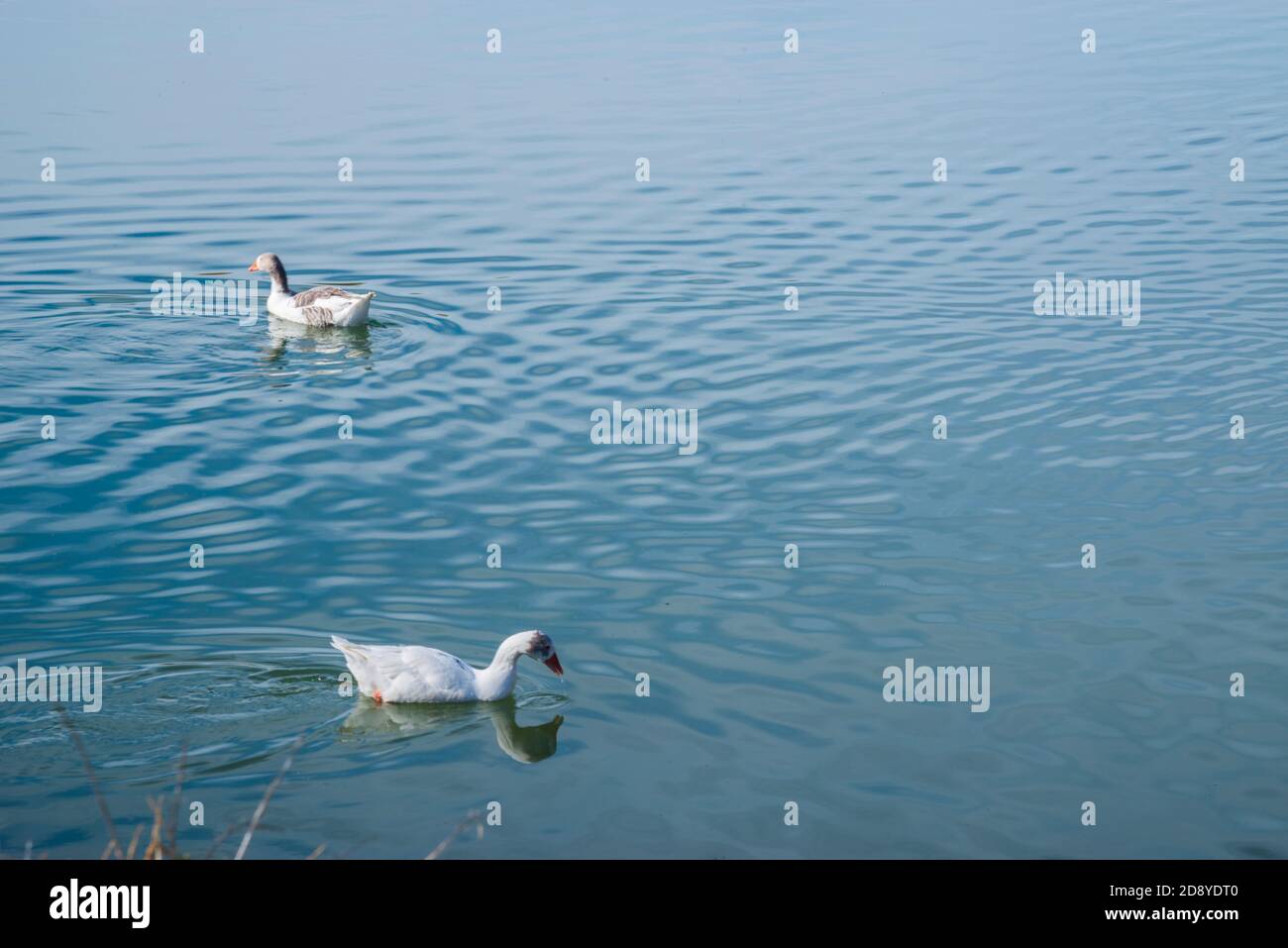 Zwei Gänse in einem See. Stockfoto
