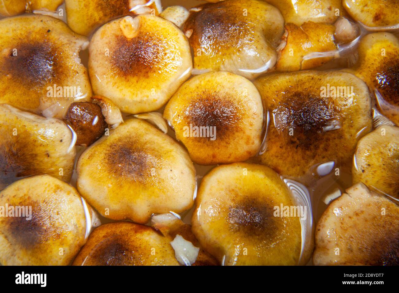 Nahaufnahme Foto von ummantelten Holz Tuft Pilzkopf sein In Wasser gewaschen Stockfoto