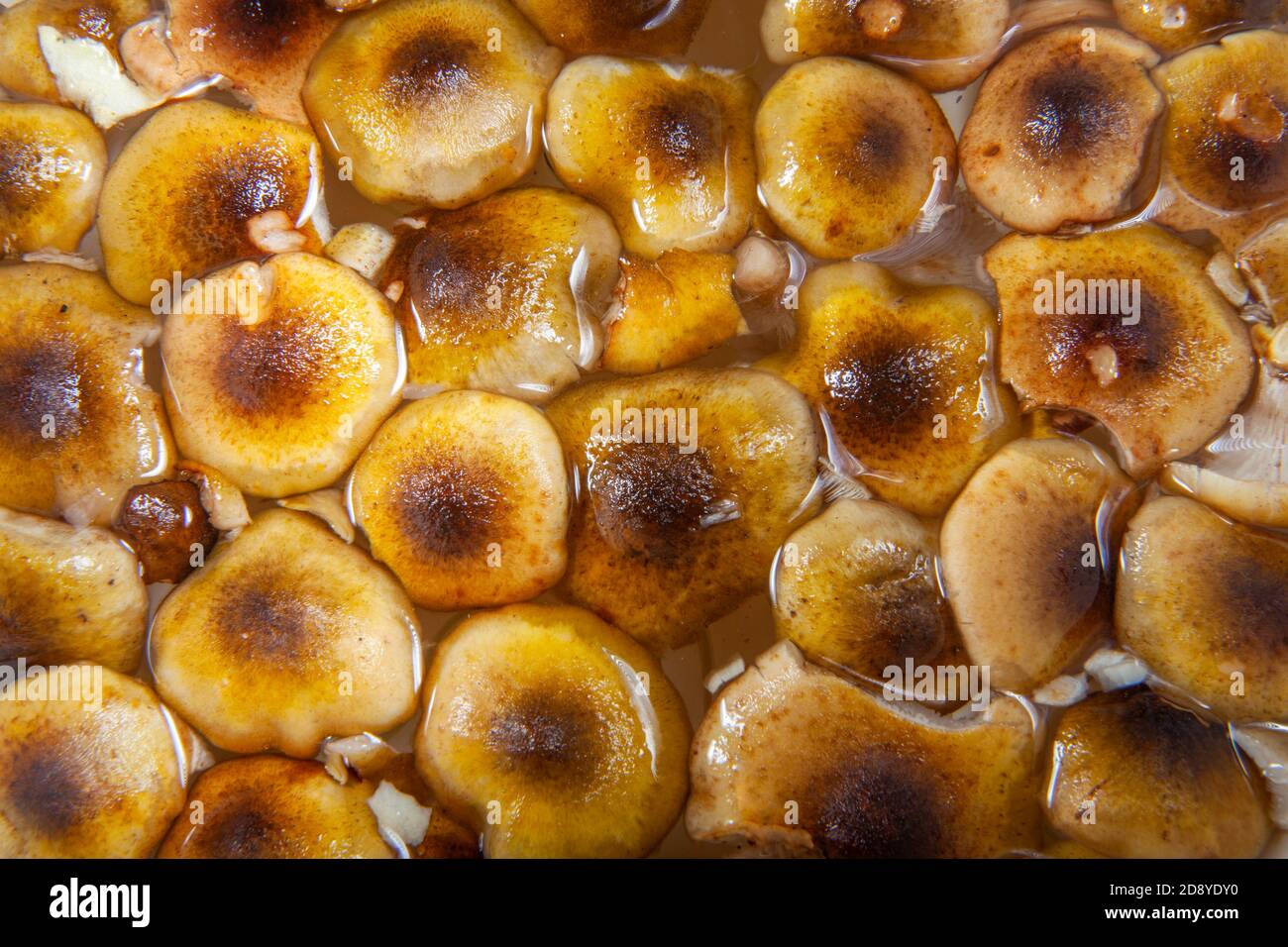 Nahaufnahme Foto von ummantelten Holz Tuft Pilzkopf sein In Wasser gewaschen Stockfoto