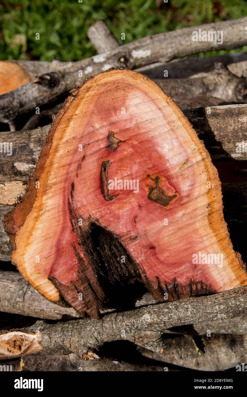 Frisch gesägtes Baumstammholz aus Avocado (Persea americana) von unregelmäßiger Form. Arbeiten im kommerziellen Obstgarten in Queensland, Australien. Stockfoto