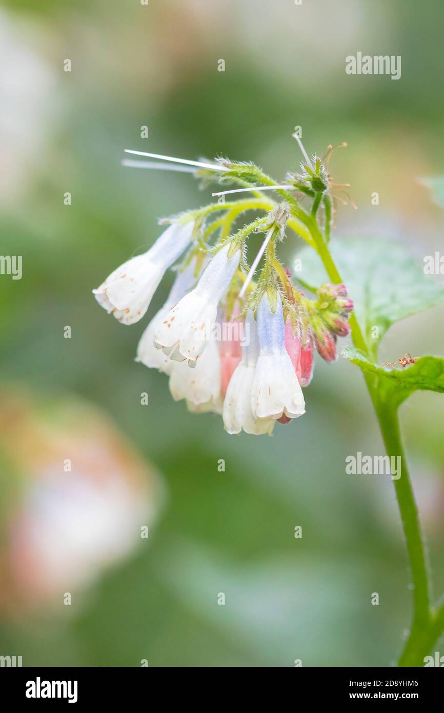 Nahaufnahme von blühenden Symphytum hidcotense weißen Blüten während der Frühjahrssaison. Stockfoto